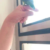 یه جفت طوطی برزیلی