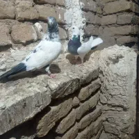 کبوترا از میامی دزدیدن