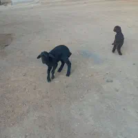 دوتا بره شیری نر ماده فروشی  جفت ۴۵۰۰