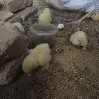 جوجه برهما اصیل