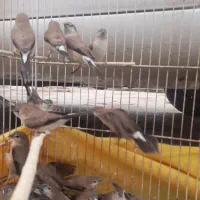 فنچ پاکستانی