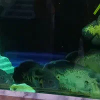 ماهی اسکار خوش رنگ . بزرگ پنج عددباهم