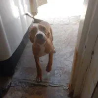 سگ پیتبول 6 ماهه|سگ|شیراز, ده پیاله|دیوار