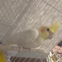 عروس هلندی ماده