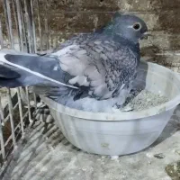 کبوتر بلژیکی جفت وجوجه