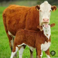 خرید و فروش گاو و گوساله