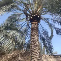 بریدن نخل قطع نخل هرس نخل س نخل بریدن درخت تمیزنخل|خدمات باغبانی و درختکاری|اهواز, کیانپارس |دیوار