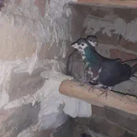 کفتر .سار کاکلی ساده افشون|پرنده|فریمان, |دیوار