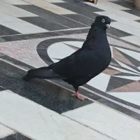 زاغ ابادانی|پرنده|سیرجان, |دیوار