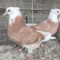 کبوتر،کفتر شازده زرد،کاشان
