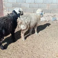 بره قوچی .قوچ.بز.کهره|حیوانات مزرعه|حسن آباد, |دیوار