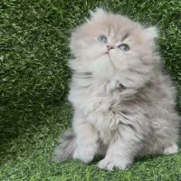 گربه بریتیش|گربه|کرج, عظیمیه|دیوار