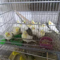 عروس هلندی  نرمخور دونخور دستی نرماده بالغ|پرنده|شیراز, پودنک|دیوار