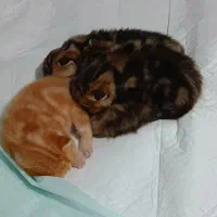 رزرو گربه اسکاتیش