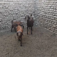 بزشیراودوقلوزا