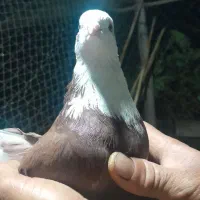 فروش کبوتر|پرنده|سورک, |دیوار
