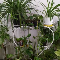 26عدد گل و استند فروشی|گل و گیاه طبیعی|محمدیه-قزوین, |دیوار