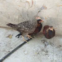 فروش مرغ محلی و شاخدار به علاوه یک چپشت|حیوانات مزرعه|فین, |دیوار