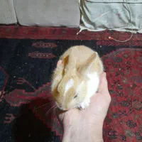 خرگوش|موش و خرگوش|مریوان, |دیوار