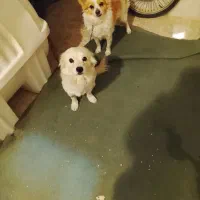 واگذاری سگ نروماده اشپیز