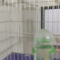 فروش مرغ عشق نروماده