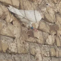 کفتر|پرنده|تایباد, |دیوار