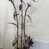 آباژور سه شاخه مسی رنگ