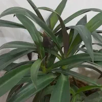 گل آپارتمانی