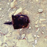 شپرز اصیل توله|سگ|کرمانشاه, |دیوار