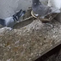 کبوتر ترکیه|پرنده|خسروشاه, |دیوار