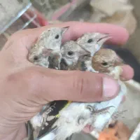 جوجه سهره