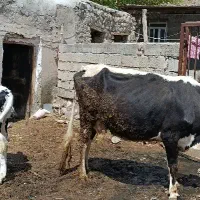 گاو شیر ده|حیوانات مزرعه|مرادلو, |دیوار