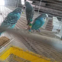 مرغ عشق نر