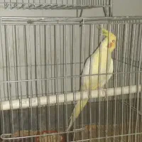 واگذاری عروس هلندی