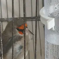 سهره کرمانی