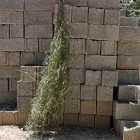 بذر یونجه با راندمان بالا