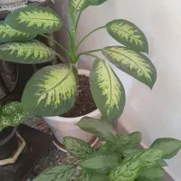 انواع گلهای طبیعی خانگی زیبا  سربزوسرحال|گل و گیاه طبیعی|بومهن, |دیوار