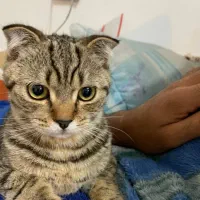 گربه اسکاتیش نر