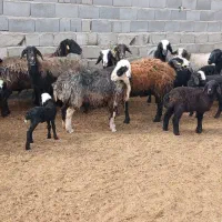 ۱۱عدد میش و بره شال