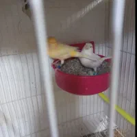 قناری. مرغ عشق عروس هلندی