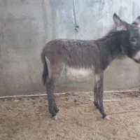 فروش کره خر( الاغ )|حیوانات مزرعه|زید آباد, |دیوار