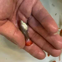 ماهی گوپی از ۶ هزار تا ۹ هزار|ماهی|تبریز, |دیوار