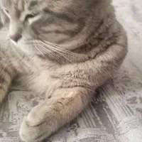 گربه بریتیش دی اس اچ دو رگه اماده جفت گیری