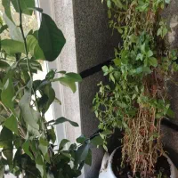 نیازمند خانم جهت کار نظافت دفتر