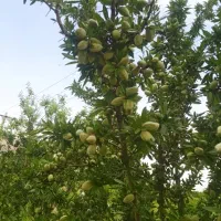 گاوبندی وپلواربندی مشغول بکاردر فلارد کلواری|فروش دفتر صنعتی، کشاورزی، تجاری|لردگان, |دیوار