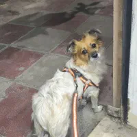 سگ پامر روباهی|سگ|ورامین, ورامین|دیوار