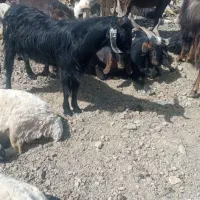 گوسفند