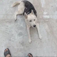 سگ هاسکی|سگ|بهارستان, |دیوار