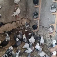 تعدادی کبوتر پلاکی نرو و ماده