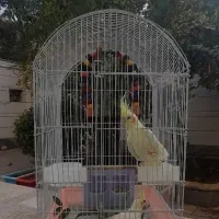 عروس هلندی لوتینو (زعفرانی) و قفس